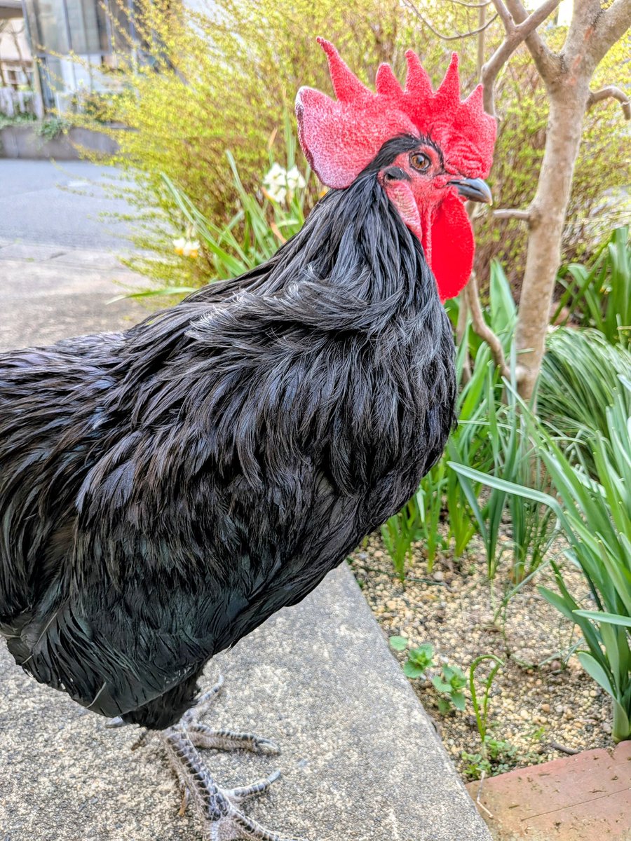 あっここ@鶏の人 tweet media