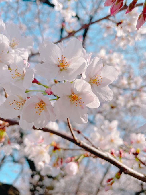 満開だ～～🌸お花見しながらセブンのソフトクリーム食べてます🍦 