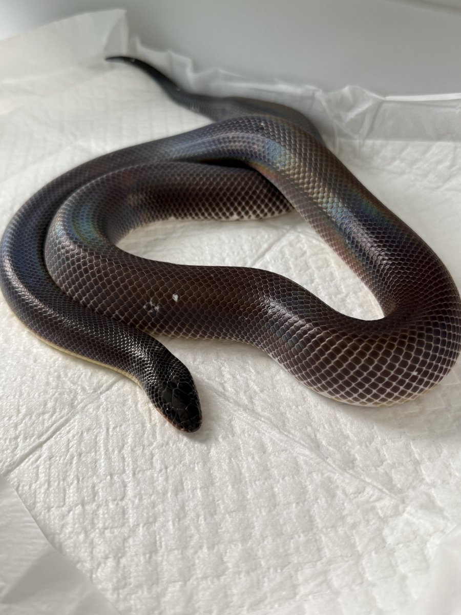 ﾖﾂﾊﾞ tweet media