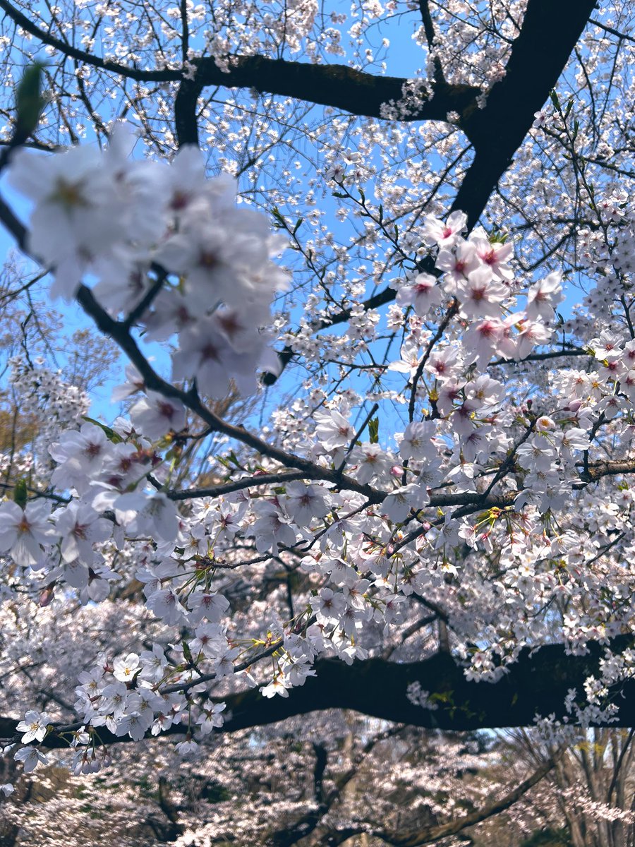 松田留奈 tweet media