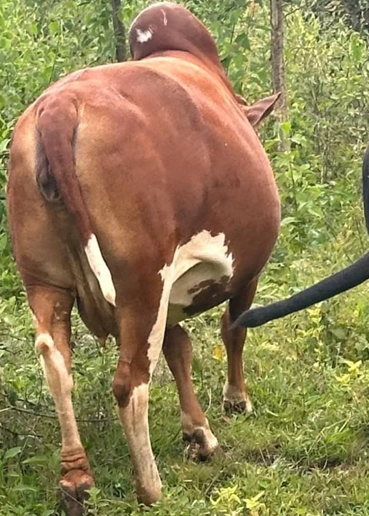 Omunyankore tweet media