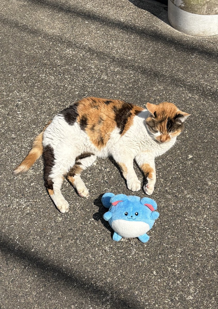 ほたて tweet media