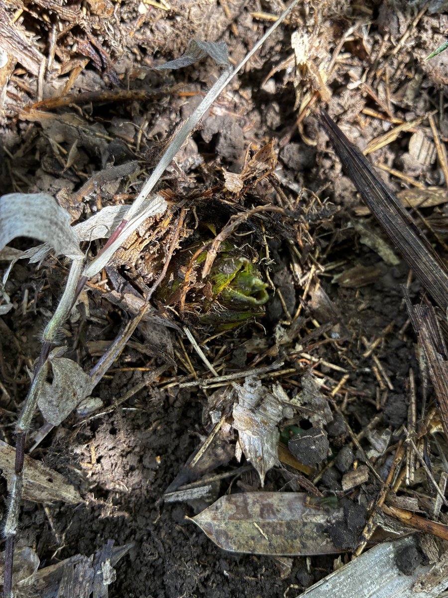 ヒノホ【デザフェスＰ-154】 tweet media