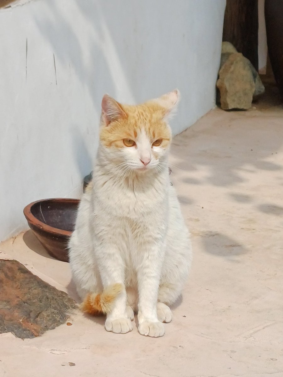 루다삐 tweet media