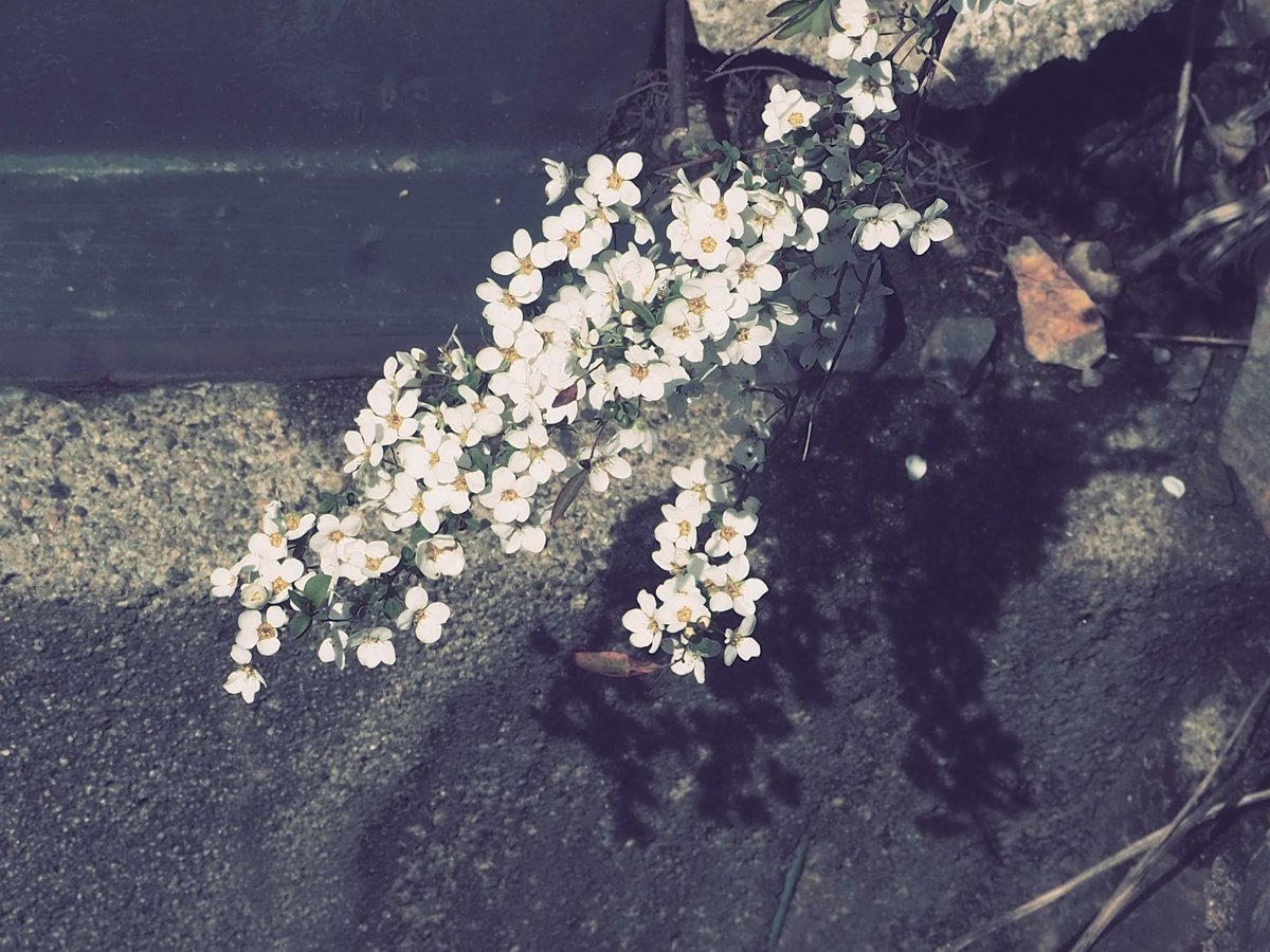 ❄霧崎 雪那❄ tweet media