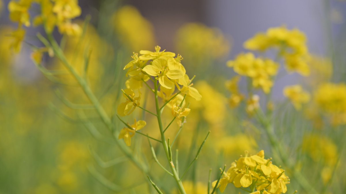 フー子 tweet media