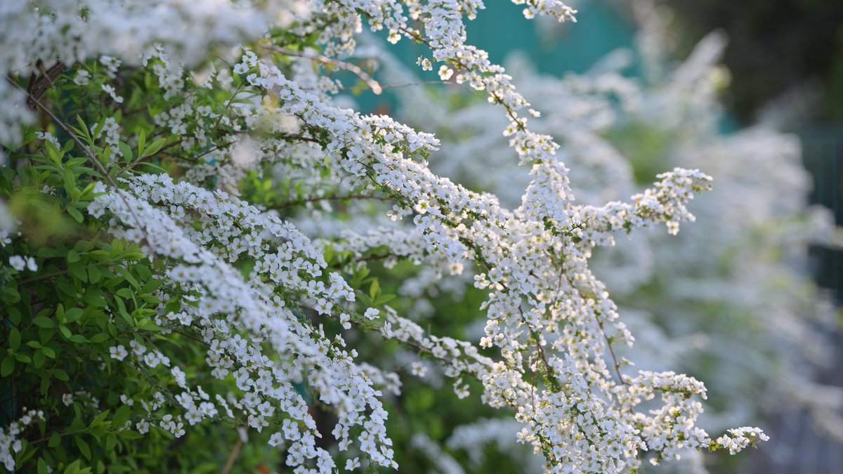 フー子 tweet media