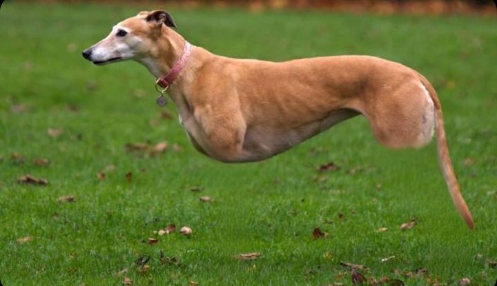 Javi Perriveira tweet media