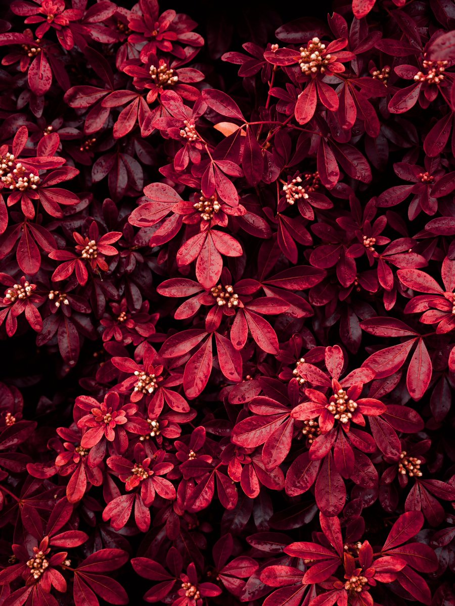 Dimitri Novikov 🇺🇦 tweet media