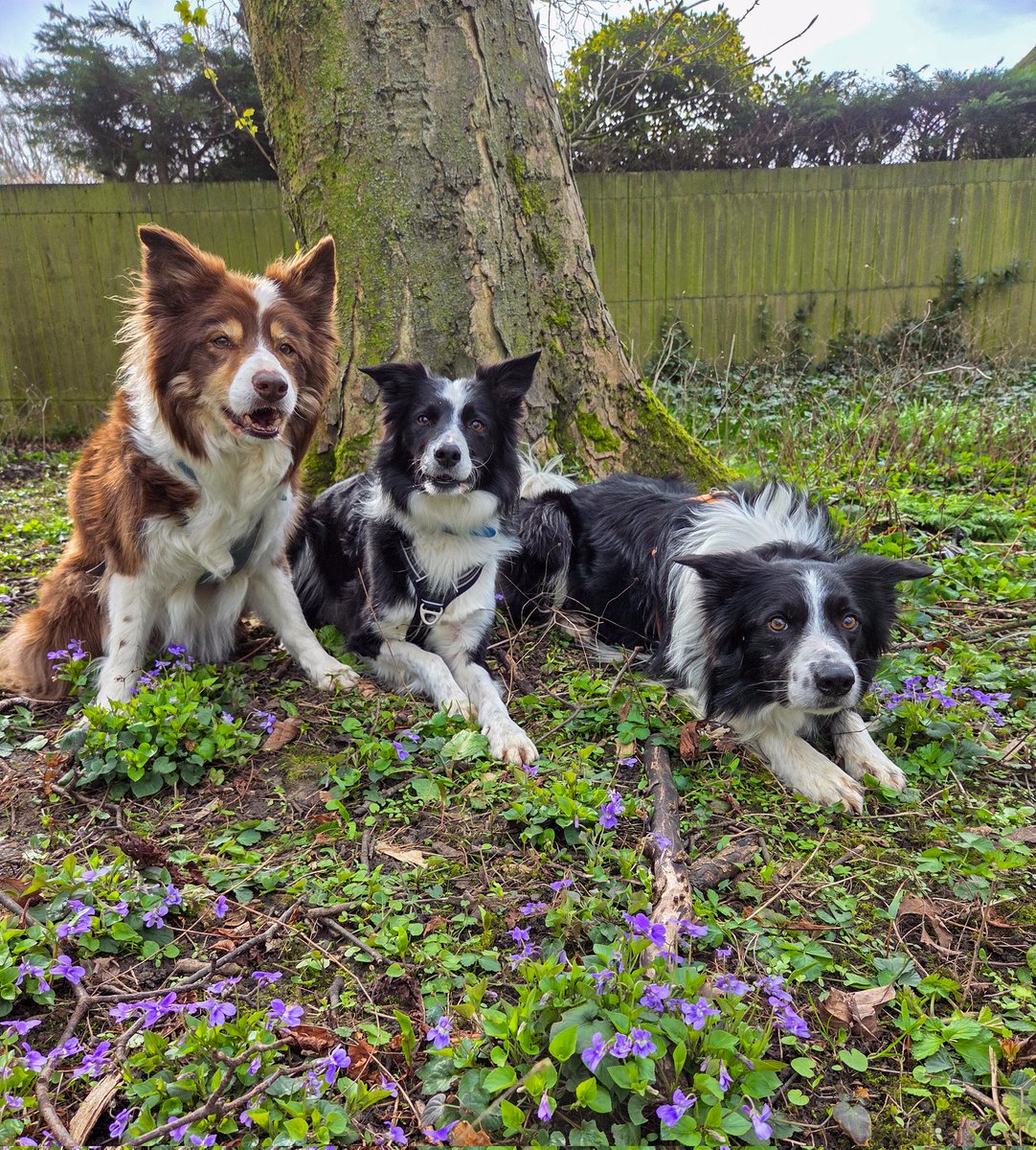 Halo Ronan and Gaffer tweet media