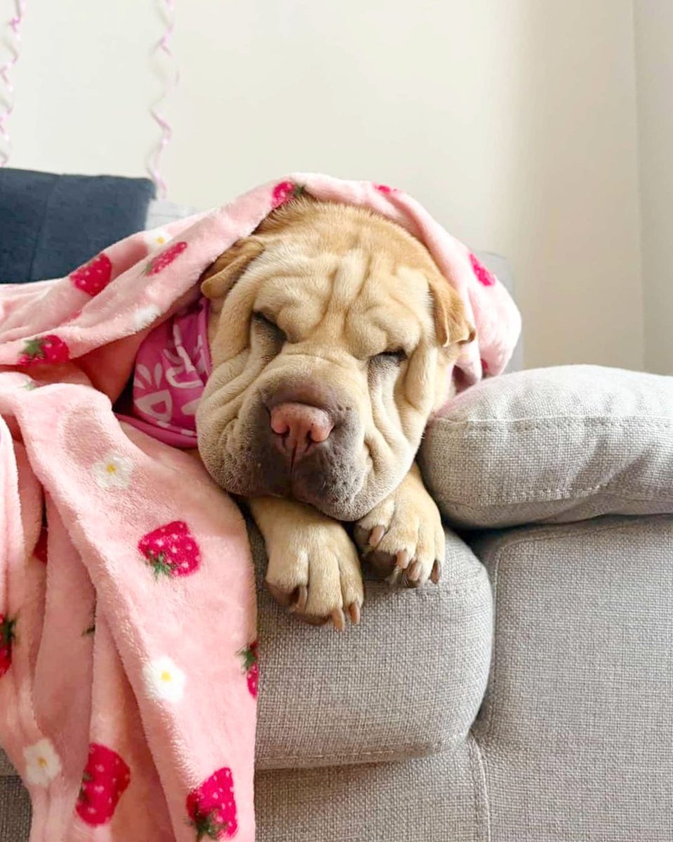 Dogs Trust 💛🐶 tweet media