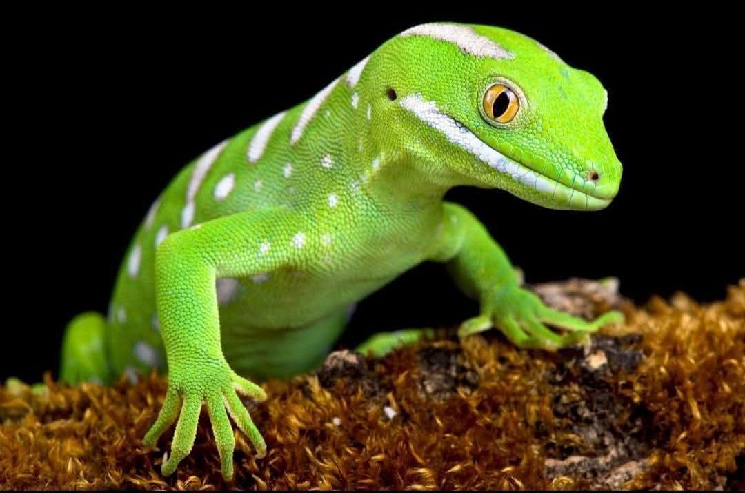 Ana R. Quista Ⓐ🏴 (XxHxX)🎈 tweet media