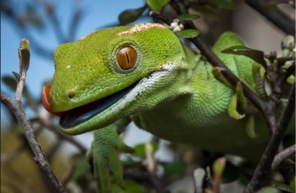 Ana R. Quista Ⓐ🏴 (XxHxX)🎈 tweet media