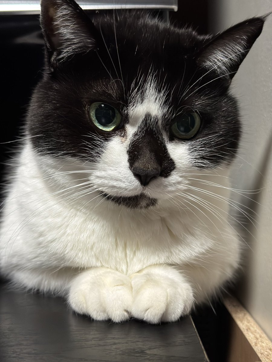 🥃🐈‍⬛猫とウイスキー🐈‍⬛🥃 tweet media