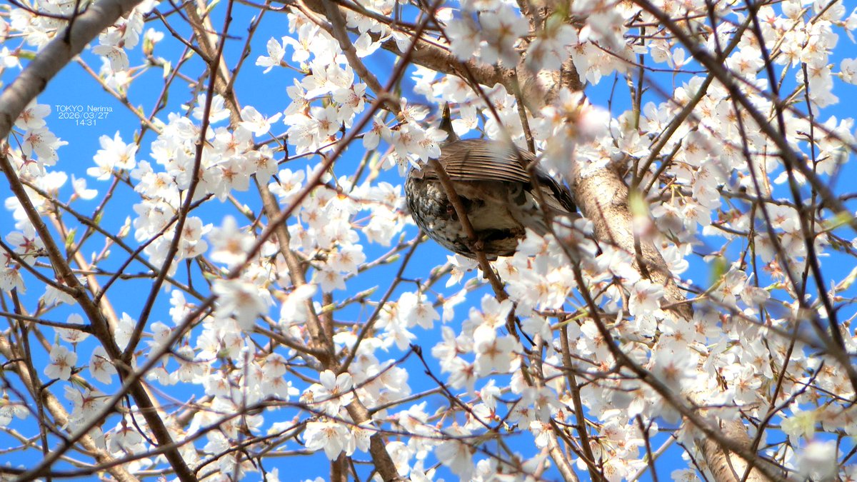 池田圭一 tweet media