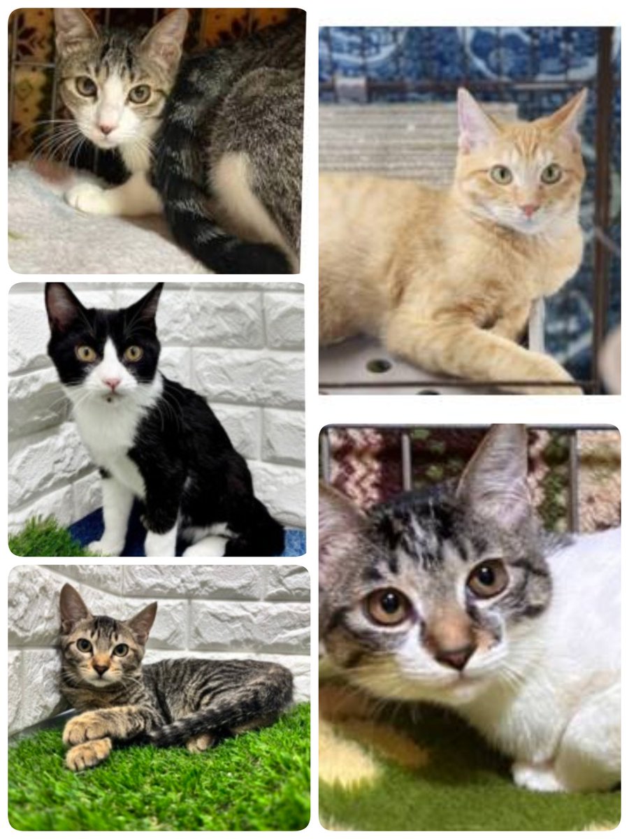 neko3mais's tweet photo. 明日3/29、ねこざんまい譲渡会@東日本橋を開催します！
都内から熱海から山梨から、本当の家族との出会いを求めてたくさんの保護猫さんが参加します。
満開の笑顔でみなさまのご来場をお待ちしています😊🌸

2026/3/29(日)12:00~16:00
中央区東日本橋2-22-4
産業会館2階
💚予約不要💚 https://t.co/jeCIMnruP2