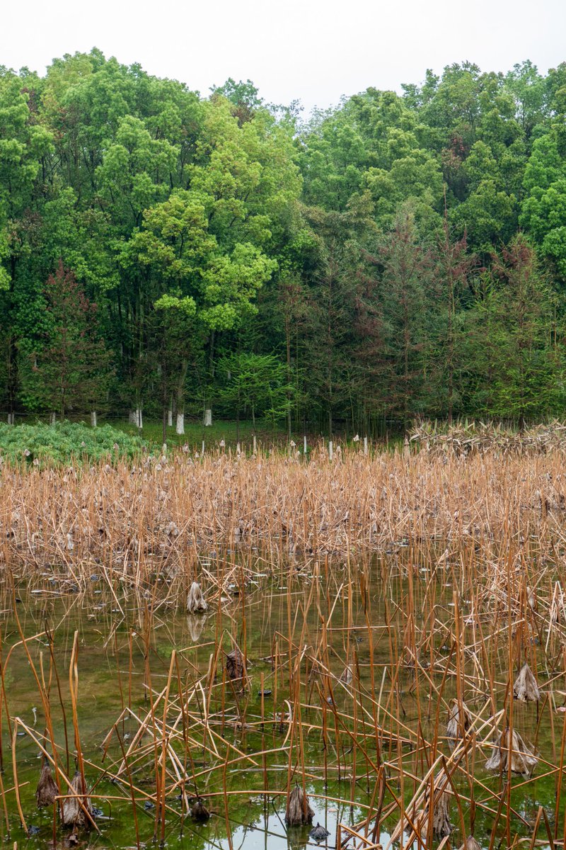 renhongji1990's tweet image. 今天的校园～
#CQU