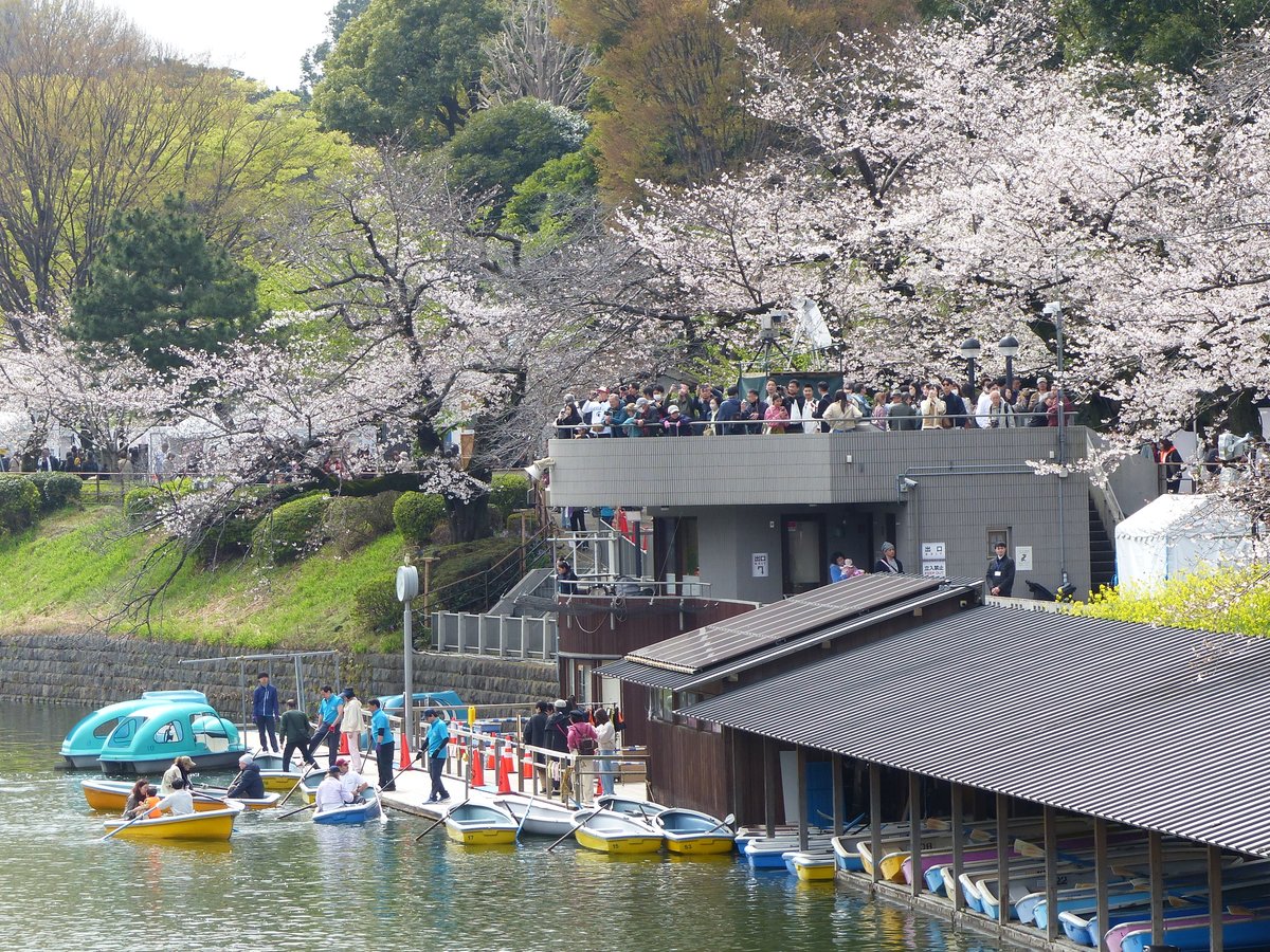 CatMogu's tweet photo. 千鳥ヶ淵の今日の昼頃の桜。
見頃の桜もあるが、満開までもう少しですね。
行ったついでに皇居の乾通りの通り抜けにも行ってみた。 https://t.co/M3AO3oyimM