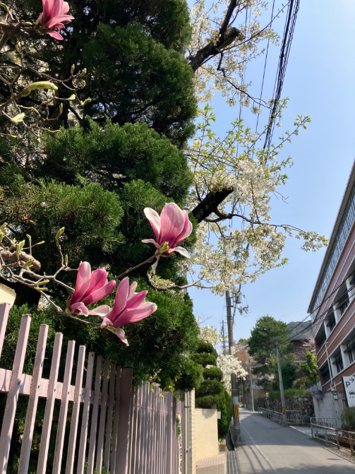 ccr_ribbons's tweet photo. 今年度最終の総会、
終わりました〜！

1年間担当していた
町内の役員２つ終了🙌

平役員でもそれなりに
仕事はあるので…
それなりに大変でした
あと５年はまわってこない、
かなー🙏🙏

仕事帰り、木蓮と桜🌸↓↓

#hellospring2026 
#はるだね　
#cherryblossoms 
#magnolia 
#missioncompleted https://t.co/PG471Yj8kP