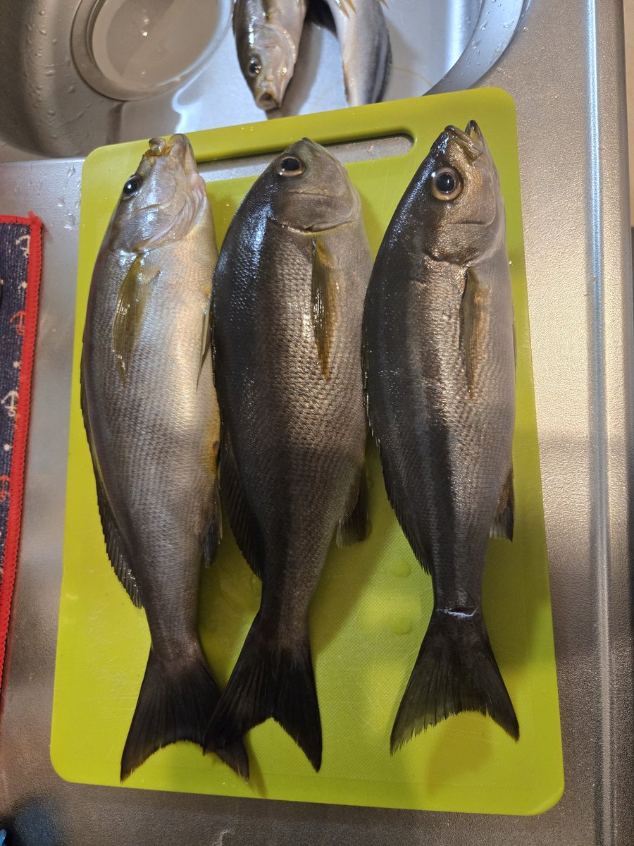 pekiwo_'s tweet photo. 良形イサキも釣れて大満足🐟 https://t.co/PE8dN1oeFr
