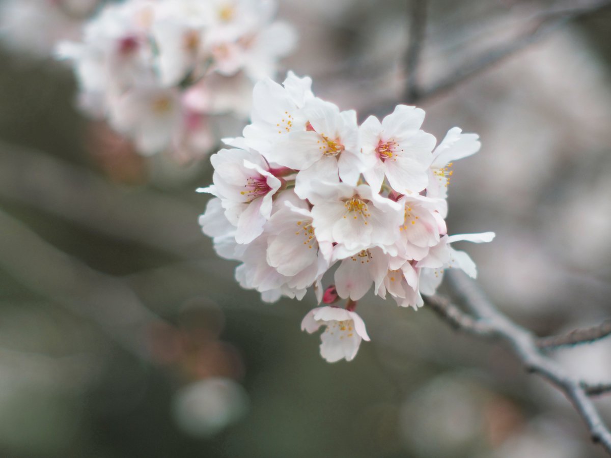 ダーク tweet media