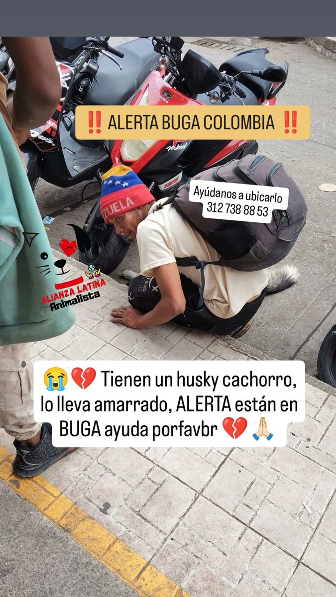 Alianza Latina Animalista tweet media