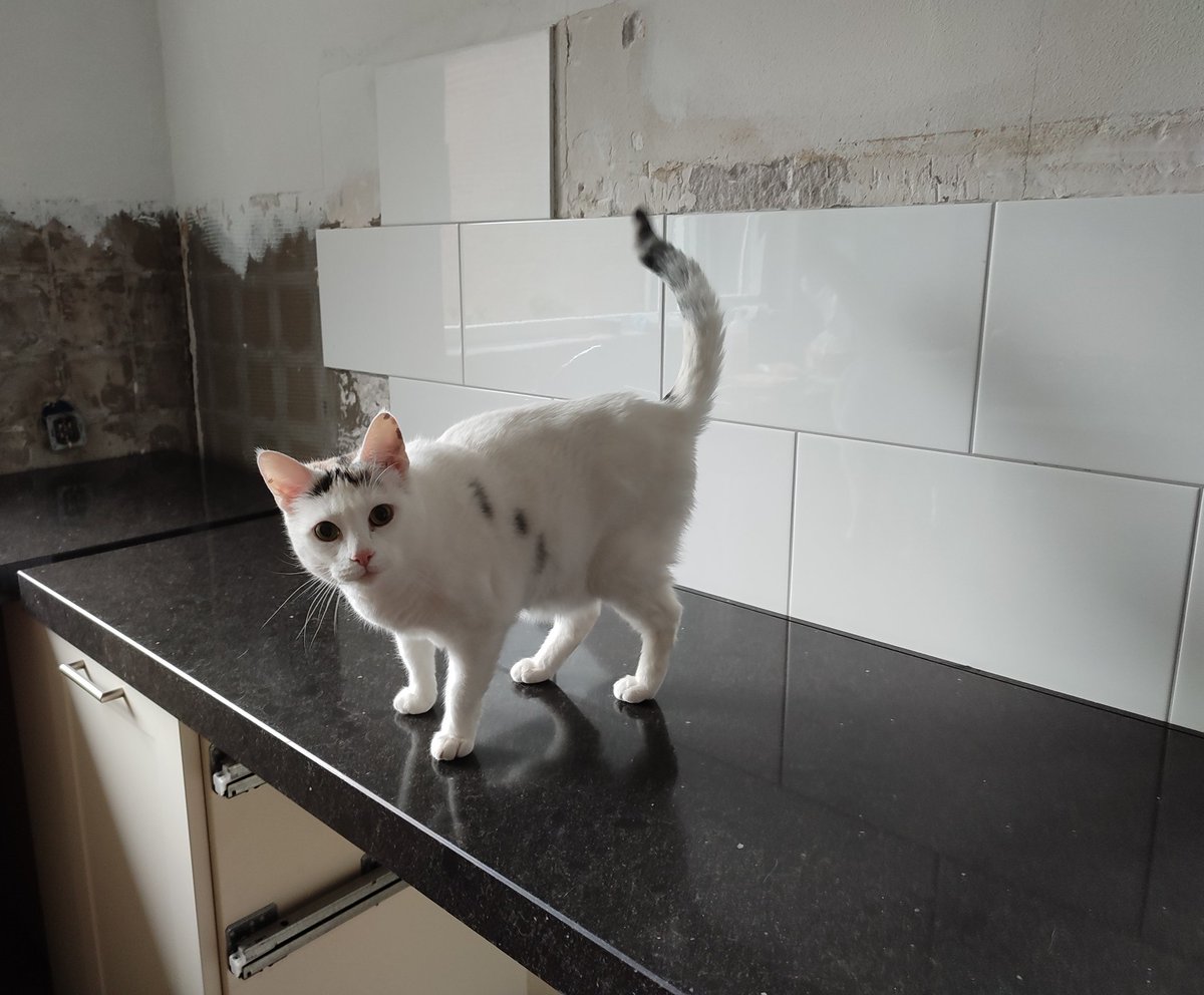 topstukkies's tweet photo. Poes Nysia is blij met het nieuwe aanrechtblad waar ze eigenlijk niet op mag #verbouwing https://t.co/2tGNHy7gZD