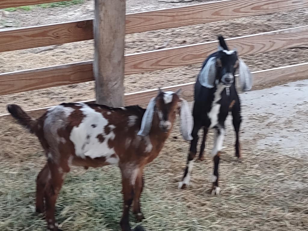 cornbread tweet media