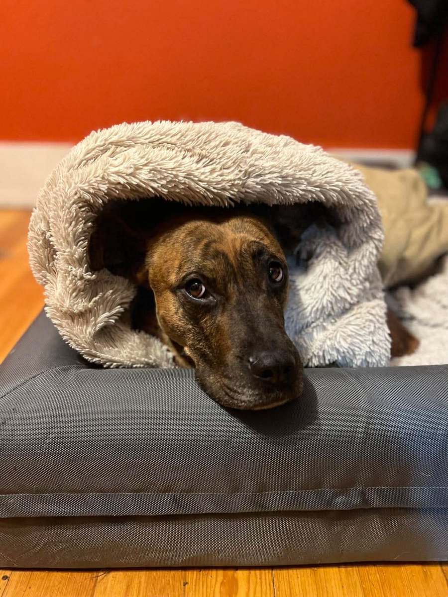 Voice for Animals Rescue & Sanctuary tweet media