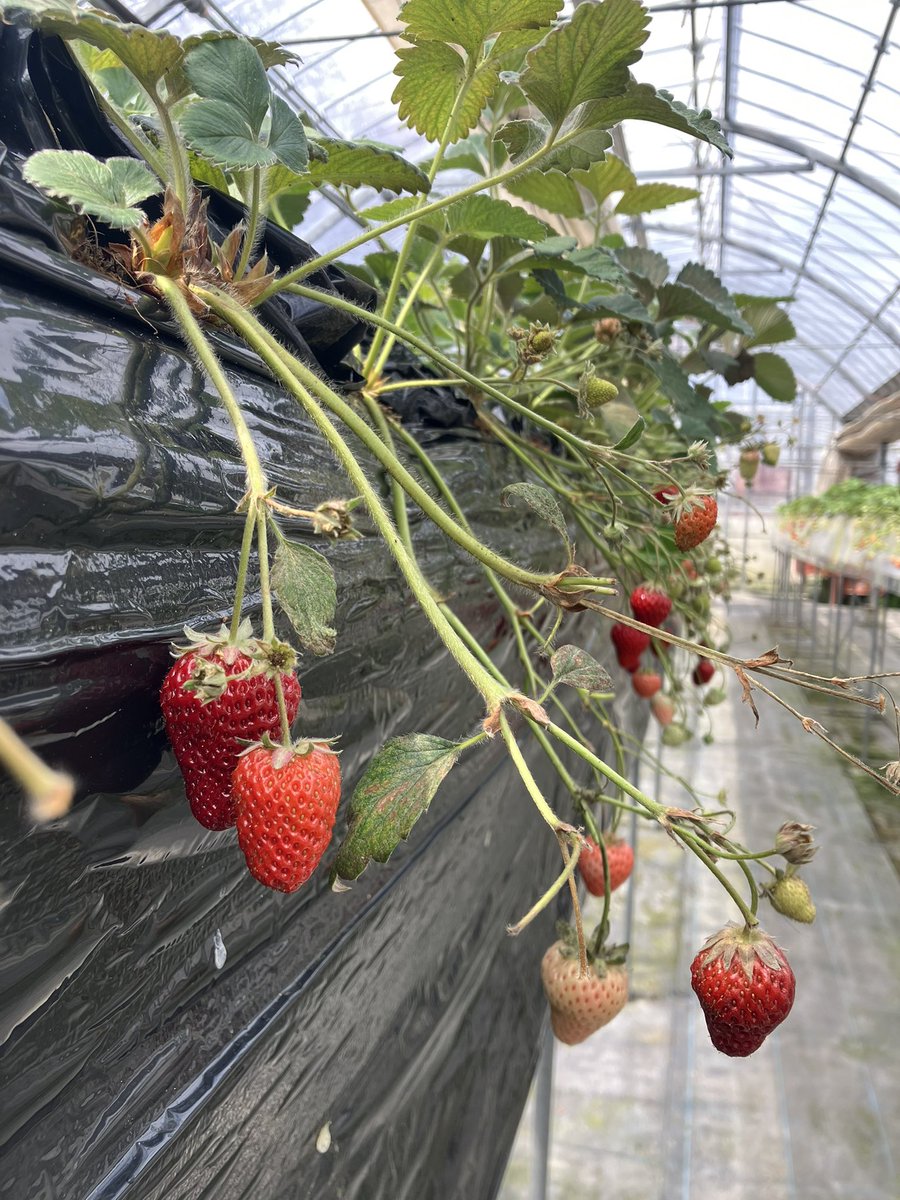 ドリドリ🦜 tweet media