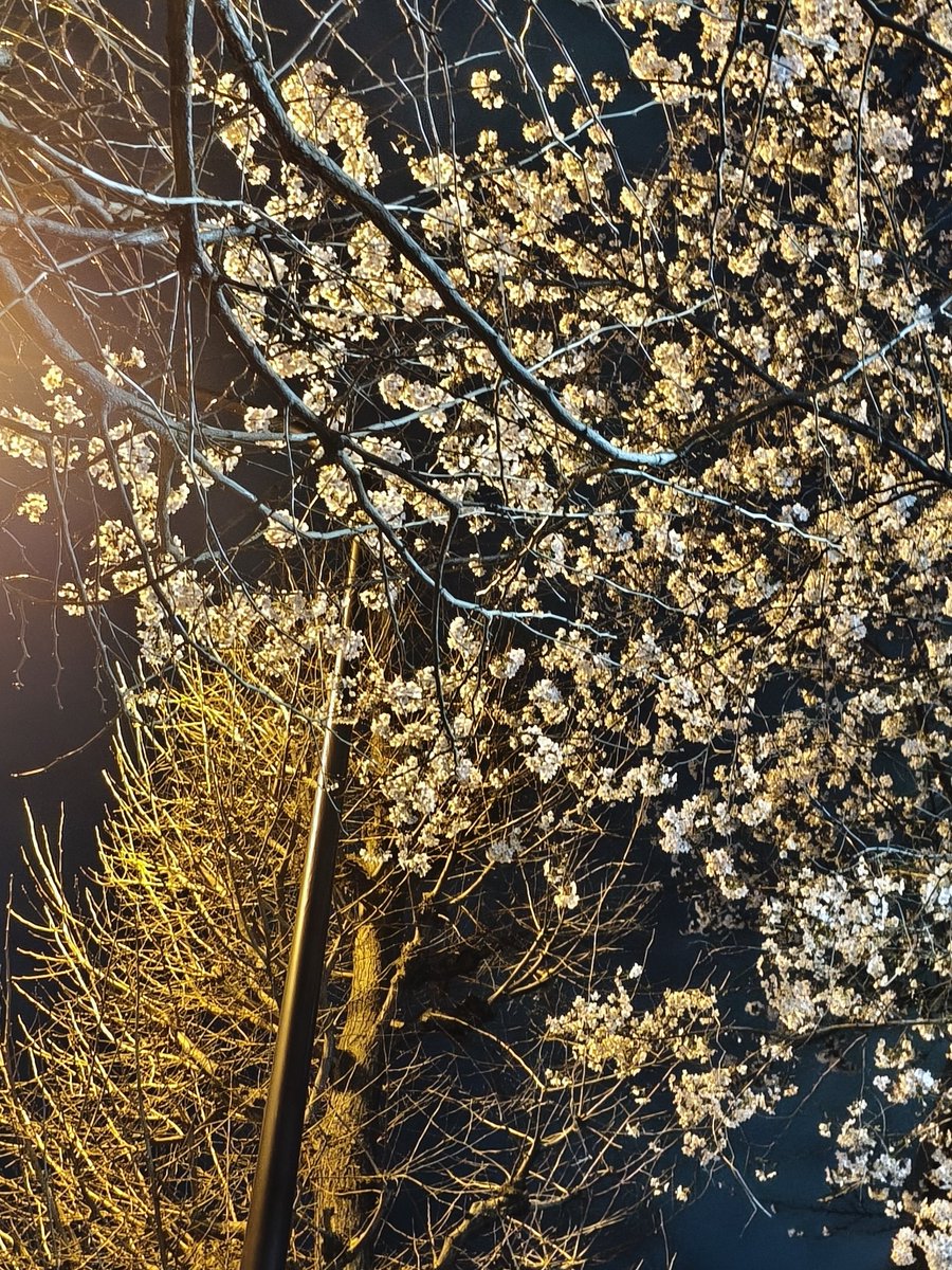 はげちゃびん@猫かぶり tweet media