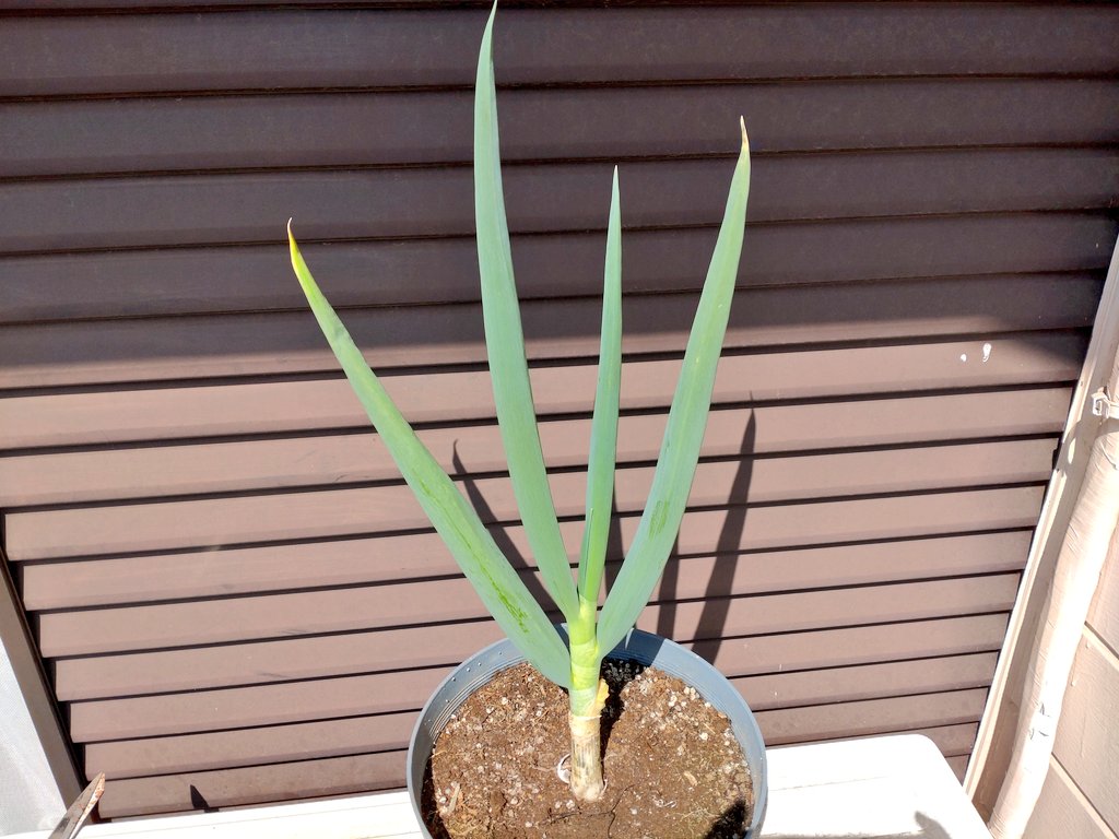 てっぱもん＠狂気のブロガー💩 tweet media