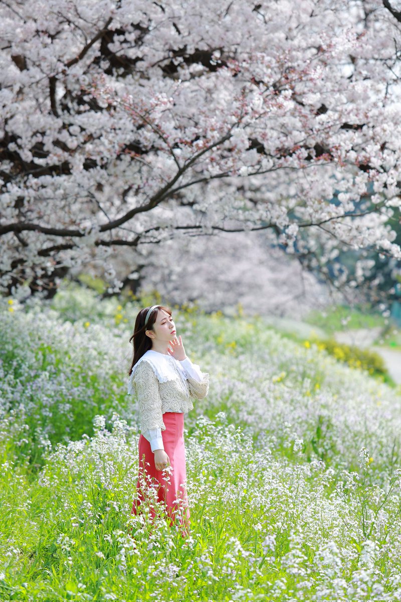 kurowasan11's tweet photo. 2022年桜
モデル　ゆいさん https://t.co/bDw1HW9nNz