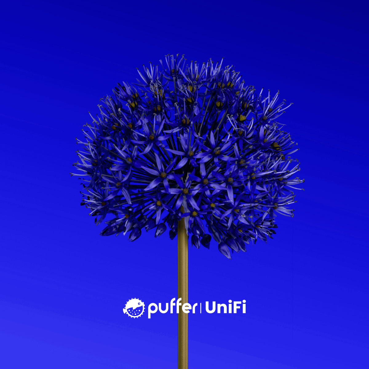 Puffer UniFi 🐡⛓️ tweet media