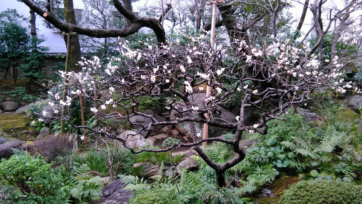 さかえだいくこ as known as おせちーず≪何事もゆるくが正義≫ tweet media