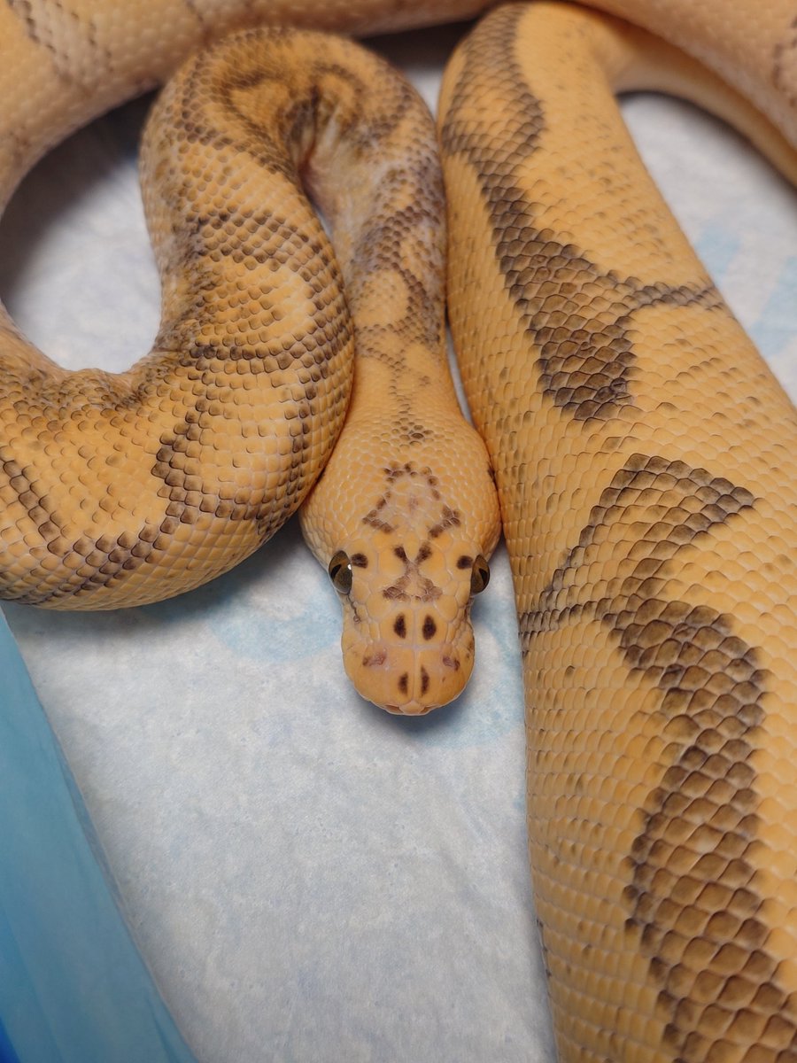 Tom@たまへびや🐍 tweet media