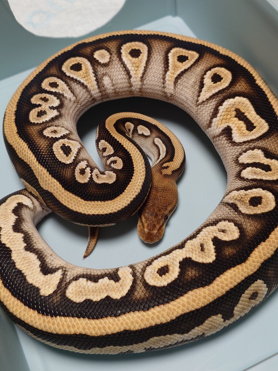 Tom@たまへびや🐍 tweet media