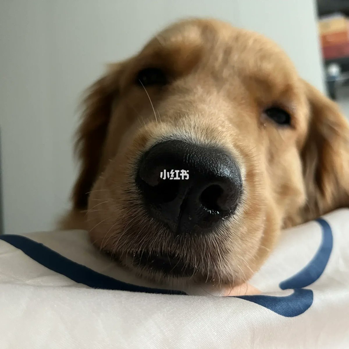 Dina Winner tweet media