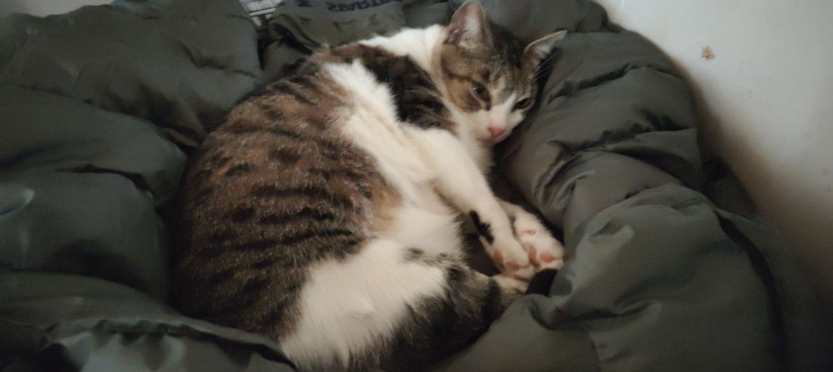 CRISTIÁN 🤓🤓🤓🤓 tweet media