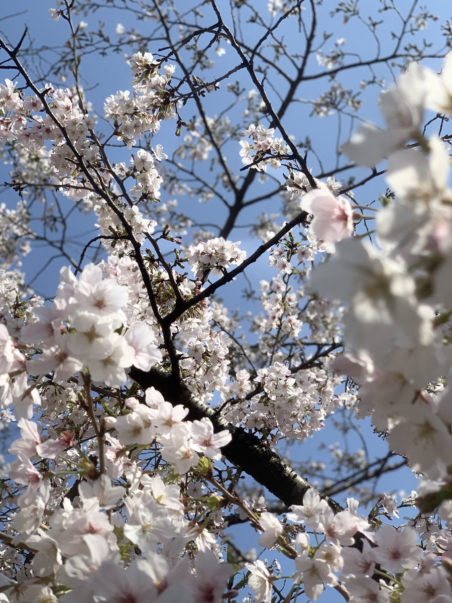 しゅう tweet media