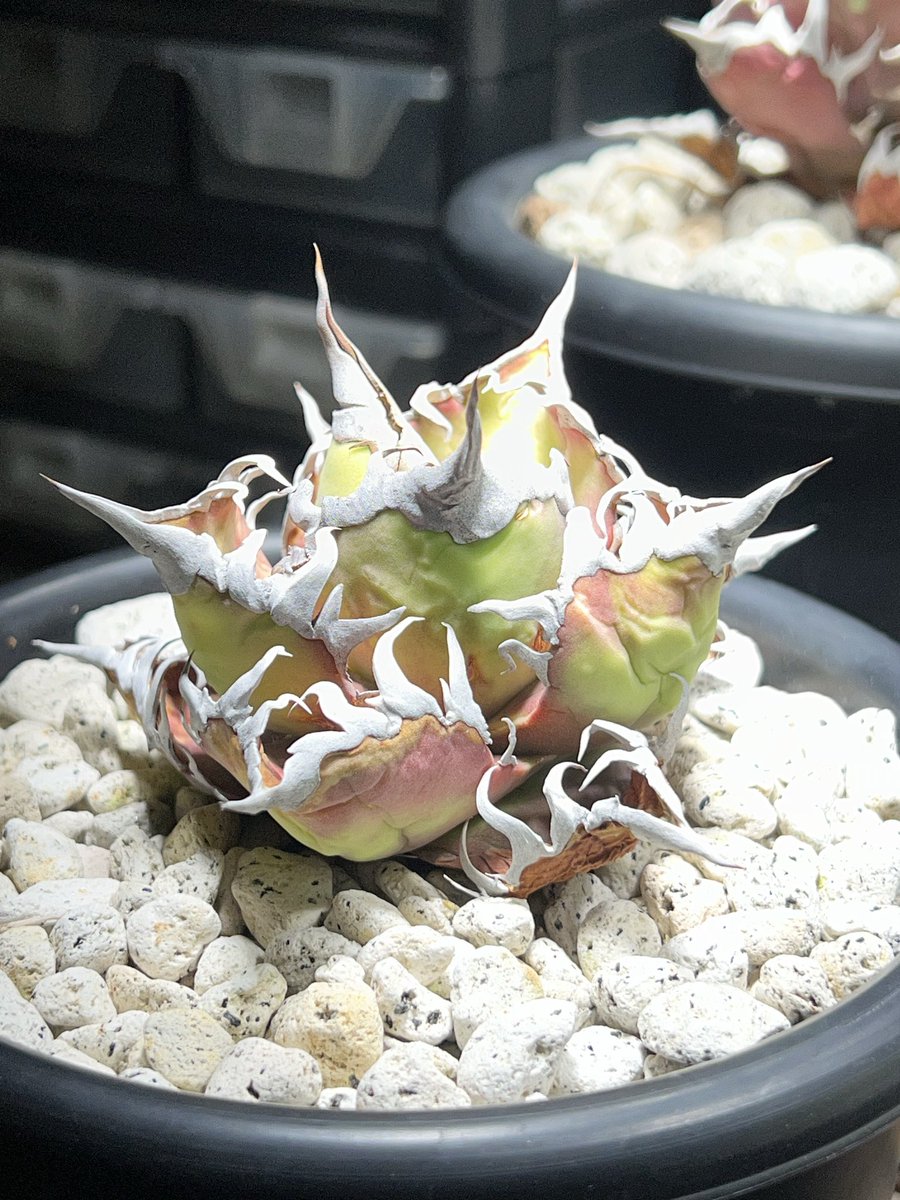 ワンちゃんや植物ちゃんや人間ちゃんはいいね