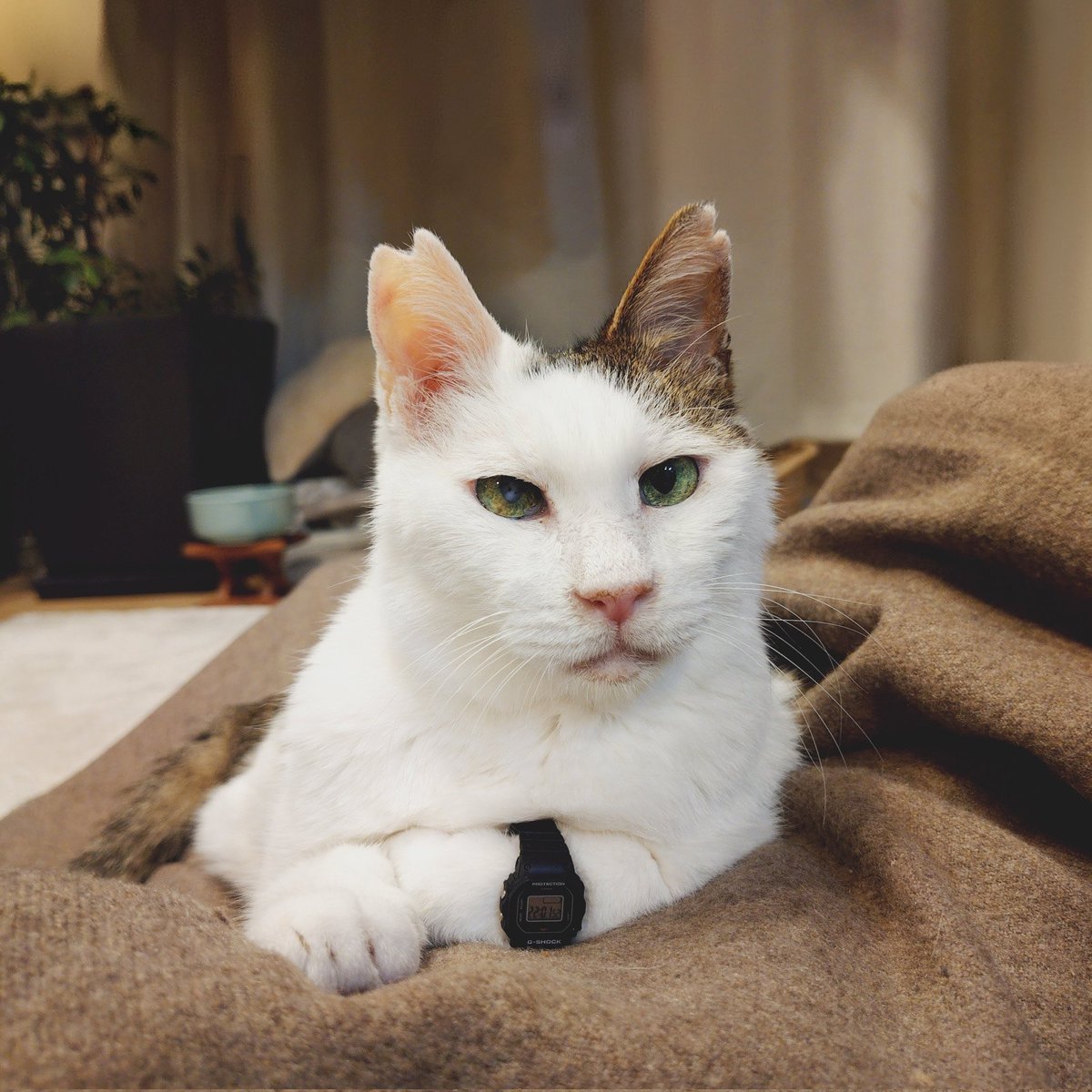 satoyuki tweet media