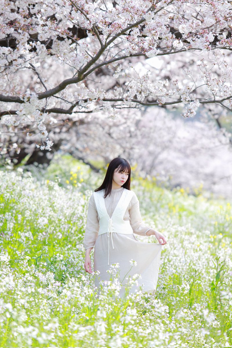 kurowasan11's tweet photo. 2022年桜
モデル　さやさん https://t.co/OKH07xIuFs