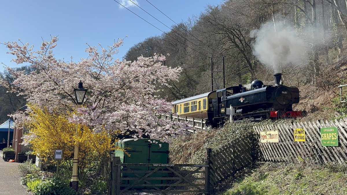Panniers and Cheery Blossom 😘❤️ #Steam