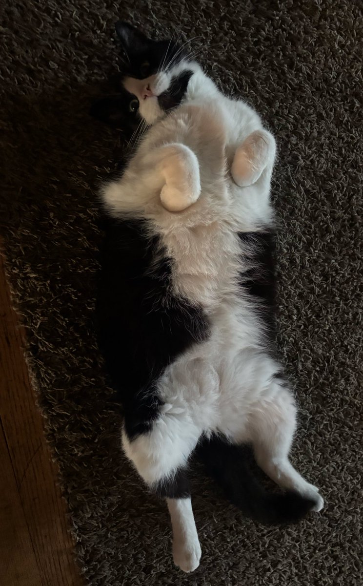 kirsten ✨🌙✨ tweet media