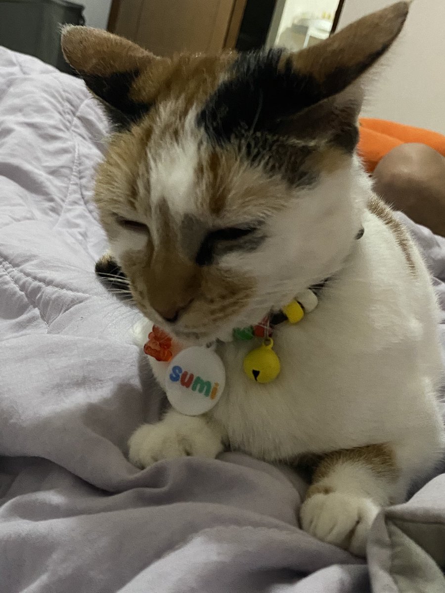 🍇 ⋆ 🍪 🎀 𝒮𝓊𝓂𝒾 𝒦𝒸𝓊𝒾𝓃𝑔𝒿 🎀 🍪 ⋆ 🍇 tweet media