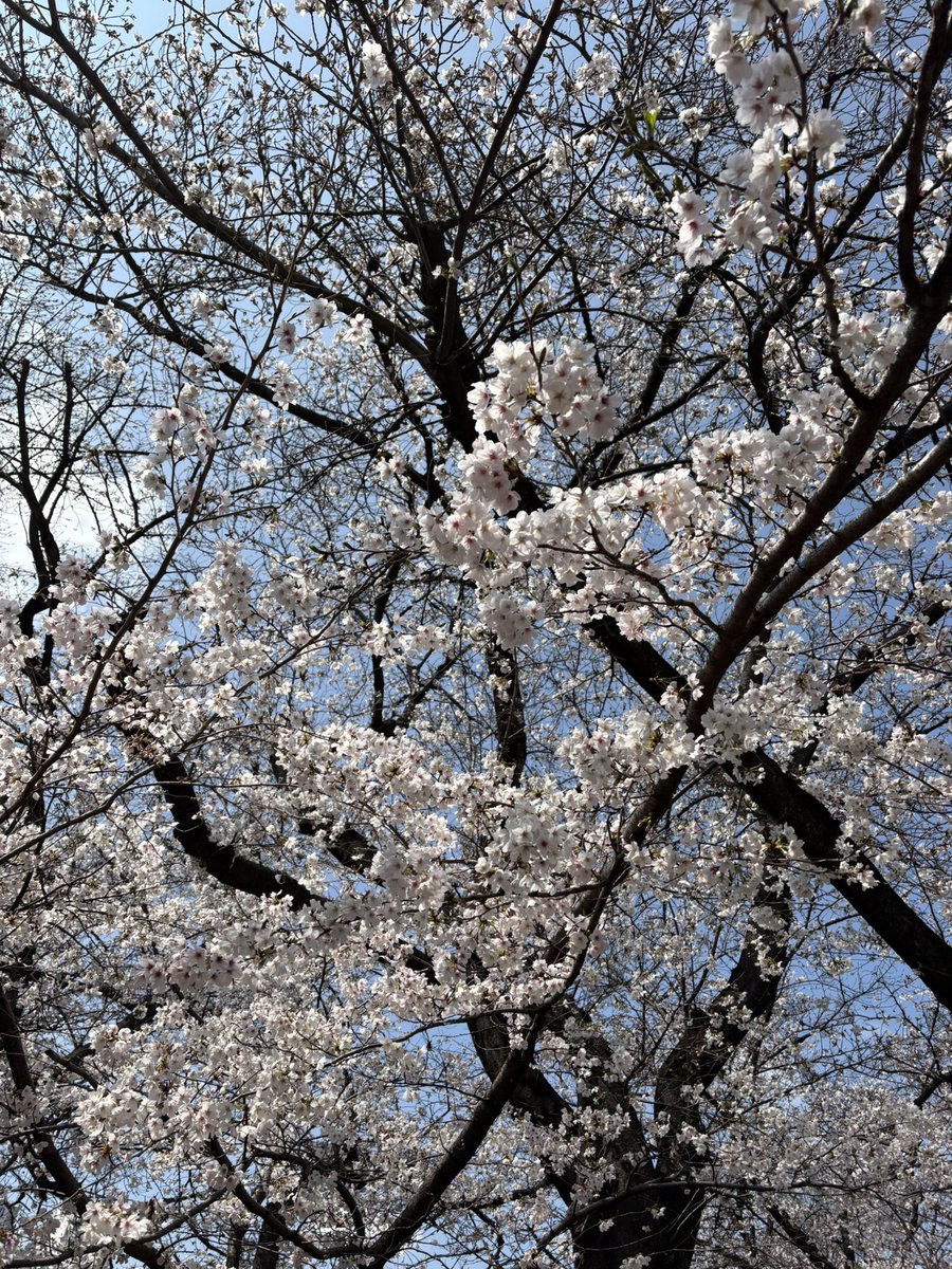 きゃわ@🥦 tweet media