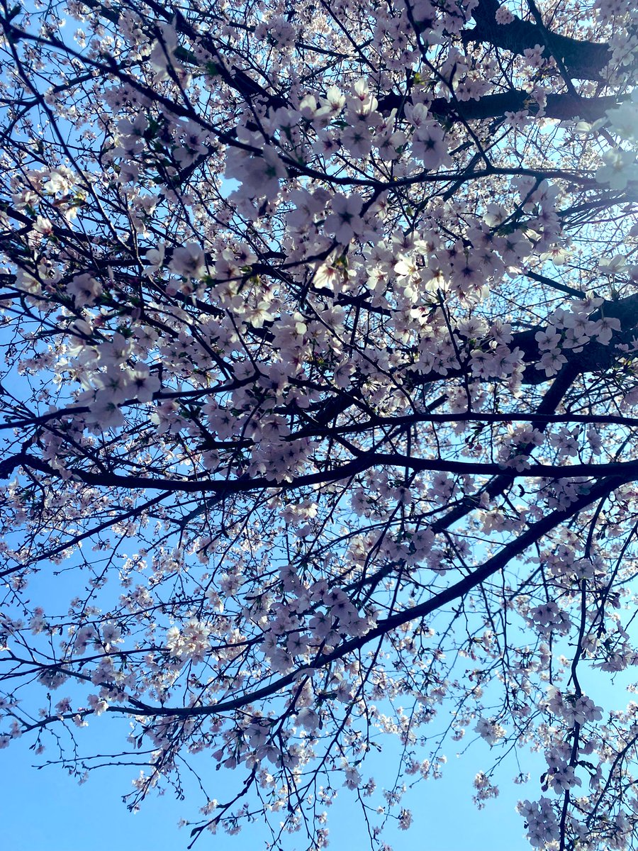 今日は教会のみんなのごはん会にお邪魔してきました😋💗
大家族みたいなパーティー感！具だくさんのミネストローネで日々の疲れが吹っ飛びました🥕✨
桜も満開な時期にお出かけできて、素敵な一日をくださった神様に感謝します🌸