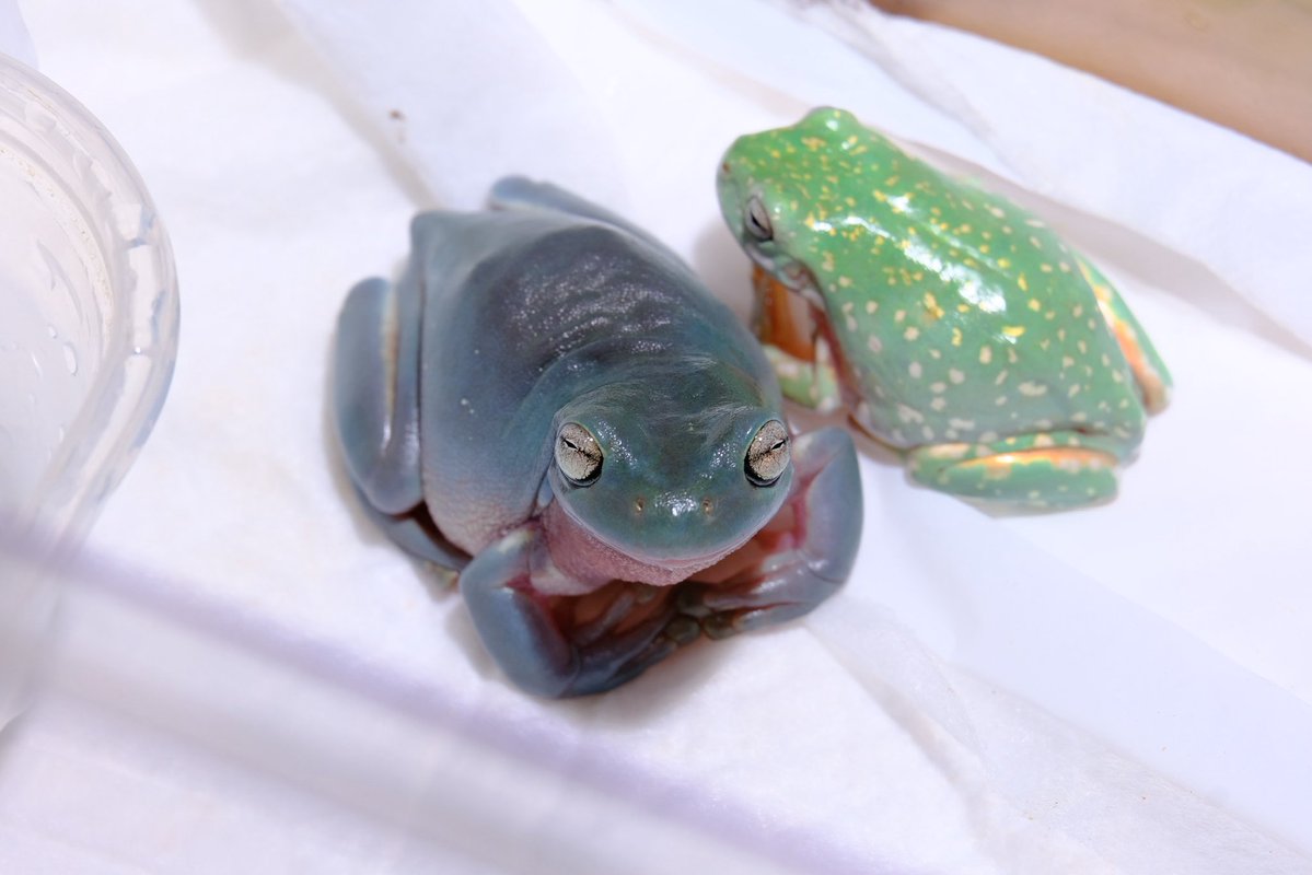 世界カエル指食われ協会 tweet media