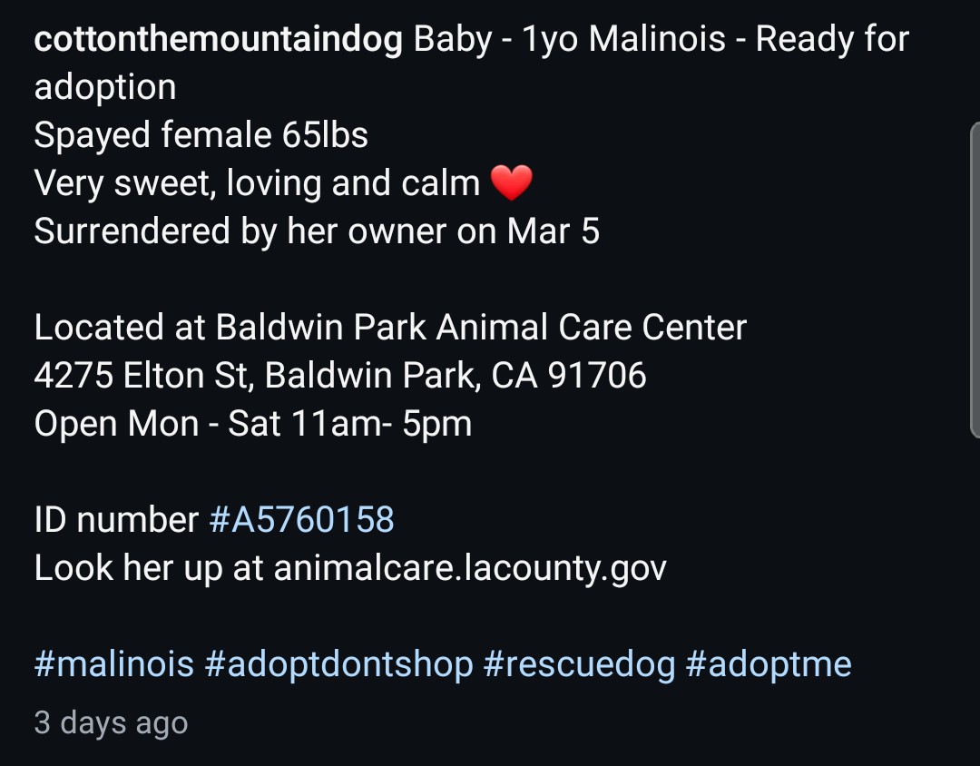 8415_n's tweet image. BABY #A5760158
1yo.#malinoispuppy #malinois #puppy #belgianmalinois #malinoisrescue
BABY is a calm, sweet &amp;amp; loving #puppylove who should learn the basics, explore toys, enjoy love &amp;amp; safety in her family, not face a grim fate in #BaldwinPark
#LA #CA
Can you $ADOPT or #FOSTER Baby?